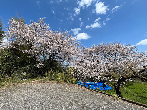 桜の木3
