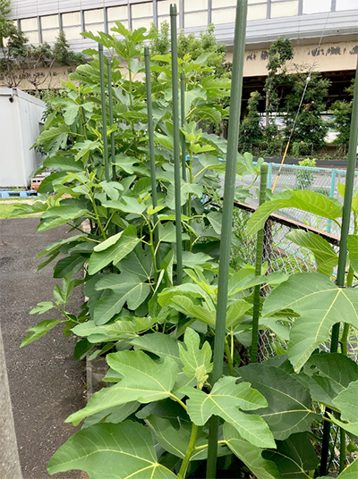 今年の無花果